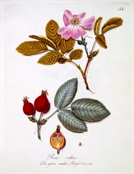 Rosa villosa, Illustration aus einem Buch deutscher Wildblumen von Johann Daniel von Reitter, veröffentlicht ca. 1803-5