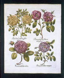 Rosen, Tafel 95 aus Hortus Eystettensis von Basil Besler (1561-1629), veröffentlicht 1613
