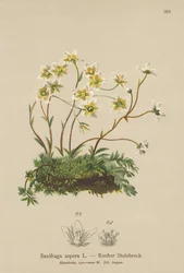 Rauer Steinbrech