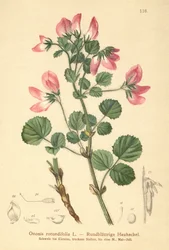 Rundblättriger Hauhechel