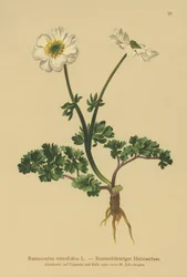 Rautenblättriger Hahnenfuß (Ranunculus rutaefolius)