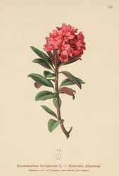 Rostblättrige Alpenrose