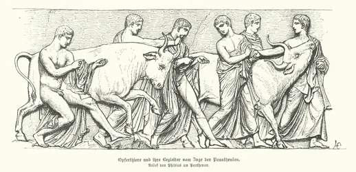 Opfertiere in der antiken griechischen Prozession der Panathenaia