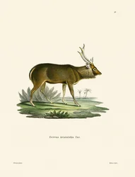 Sambar (farbige Gravur)
