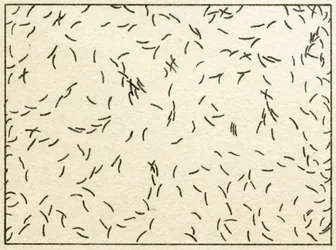 Bakterienprobe im Leitungswasser, ca. 1890