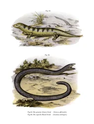 Sandfisch-Skink