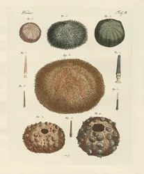 Seeigel