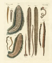 Seewürmer