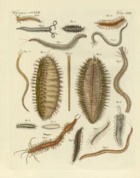 Seewürmer