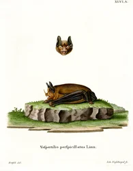 Sebas Kurzschwanzfledermaus