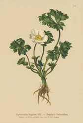 Seguiers Hahnenfuß (Ranunculus Seguieri)