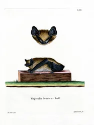 Breitflügelfledermaus