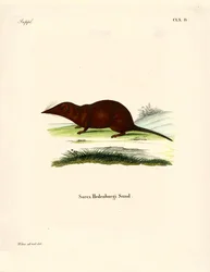 Spitzmaus