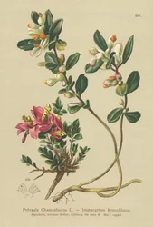 Strauchiger Kreuzblümchen