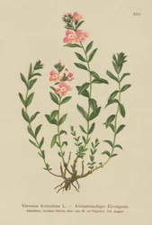 Strauchiger Ehrenpreis (Veronica fruticulosa, Veronica frutescens)