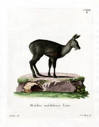 Sibirischer Moschustier