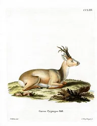 Sibirisches Reh