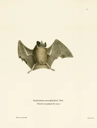 Seidige Kurzschwanzfledermaus