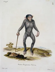 Simia pygmaeus, aus Säugetiere aus der Natur illustriert mit Beschreibungen, von Johann Christian Daniel von Schreber, Gravur von IC Bock