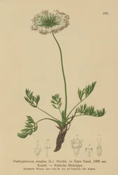 Kleine Alpen-Bärwurz (Pachypleurum mutellinoides, Pachypleurum simplex, Neogaya simplex, Gaya simplex, Ligusticum simplex)
