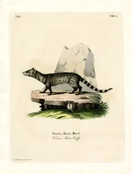 Kleine Indische Zibetkatze