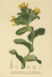 Glatter Wachsblumen