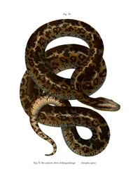 Schlange