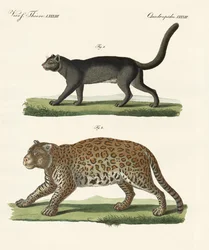 Südamerikanische Tiere