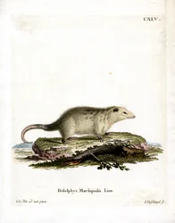Südlicher Opossum