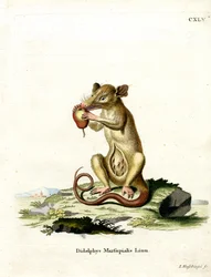 Südliches Opossum