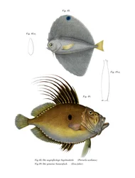 Gefleckter Fächerfisch