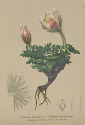 Frühlings-Anemone (Anemone vernalis, Pulsatilla vernalis)