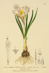 Frühlings-Krokus