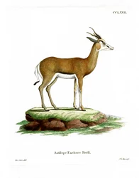 Springbock
