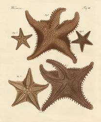 Seesterne