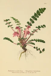 Stängelloses Läusekraut (Pedicularis acaulis)