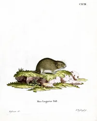 Steppenlemming