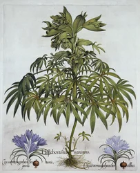 Stinkende Nieswurz und zwei Arten von Krokus, aus Hortus Eystettensis, von Basil Besler (1561-1629), veröffentlicht 1613