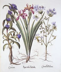 Stinkende Schwertlilie, Orlaya und Kreuzkraut-Enzian, aus Hortus Eystettensis, von Basil Besler, veröffentlicht 1613