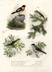 Schwarzkehlchen, 1864