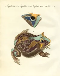 Seltsame Amphibien