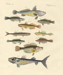 Seltsame und schöne Fische