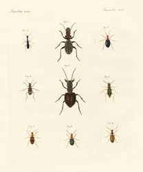 Seltsame Käfer