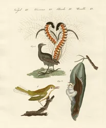 Seltsame Vögel