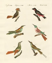 Seltsame Vögel