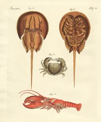 Seltsame Krebse
