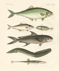 Seltsame Fische