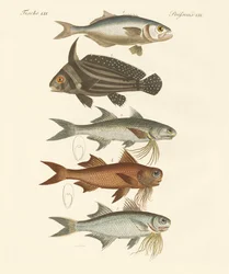Seltsame Fische