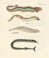 Seltsame Fische