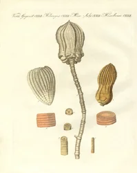 Seltsame Versteinerungen